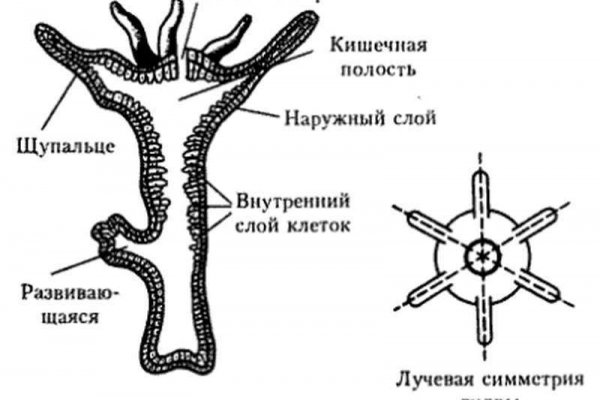 Кракен сообщество