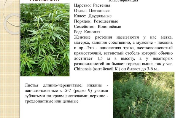 Что такое кракен сайт